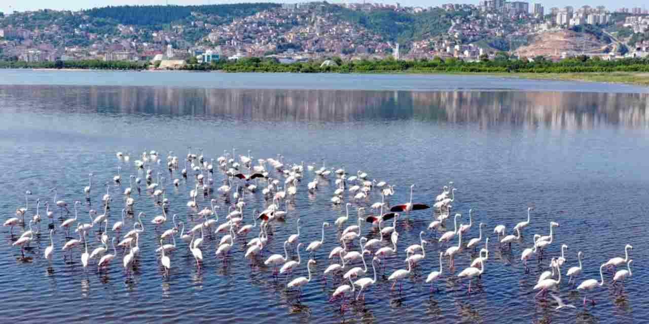 İzmit Körfezi’nin pembe süsleri geldi... Biyoçeşitlilik artıyor