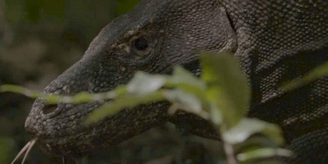 Dünyanın En Büyük Kertenkelesinin Mücadelesini Anlatan 'Ejder Günü' 6 Ekim Pazar Günü 20.00'de National Geographic WILD Ekranlarında!