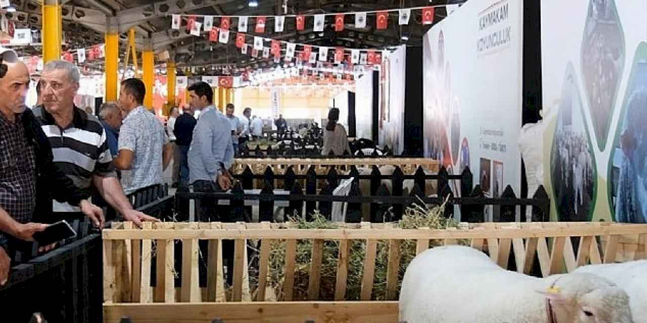 İnegöl'de Küçükbaş Hayvancılık Festivali Başladı