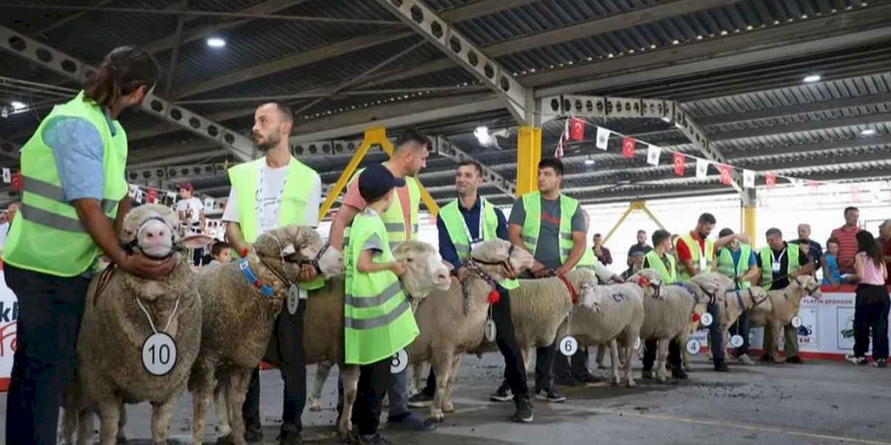 İnegöl’de koç ve tavuklar kıyasıya yarıştı