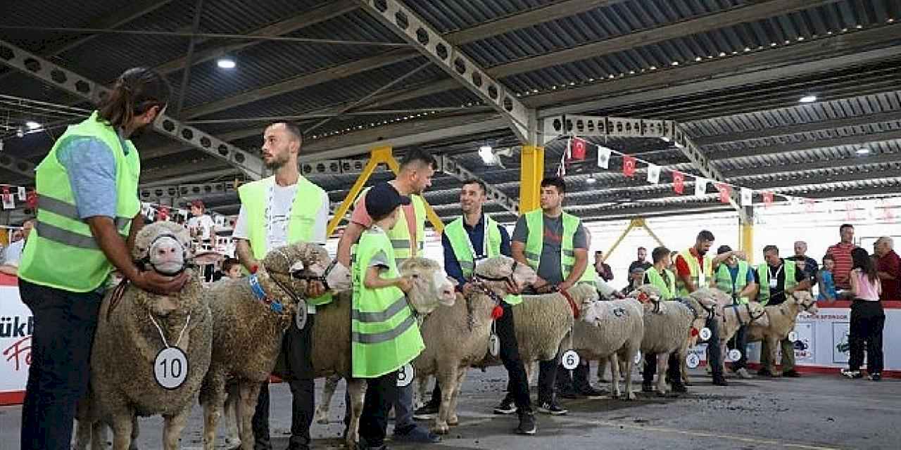 İnegöl'de Koç Ve Tavuklar Kıyasıya Yarıştı