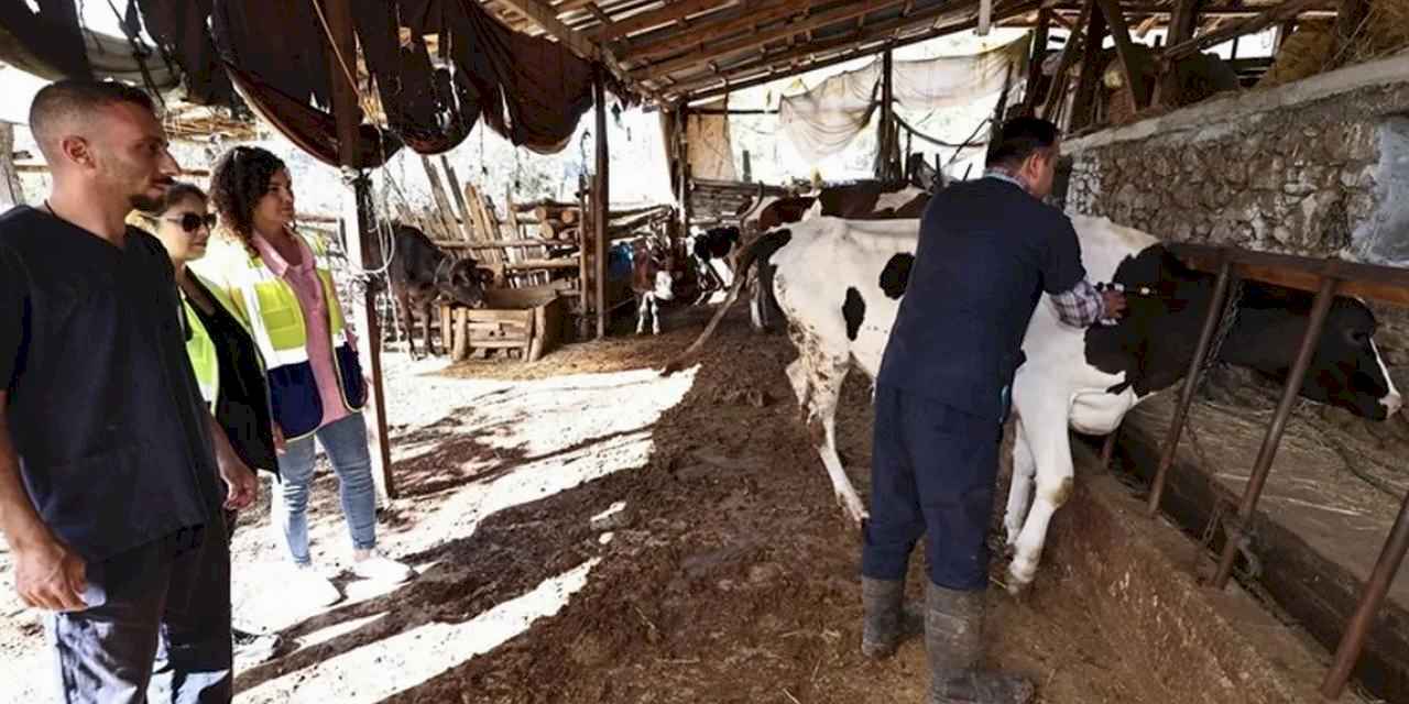 Denizli mastit hastalığıyla mücadele ediyor... İlk doz aşılar yapıldı