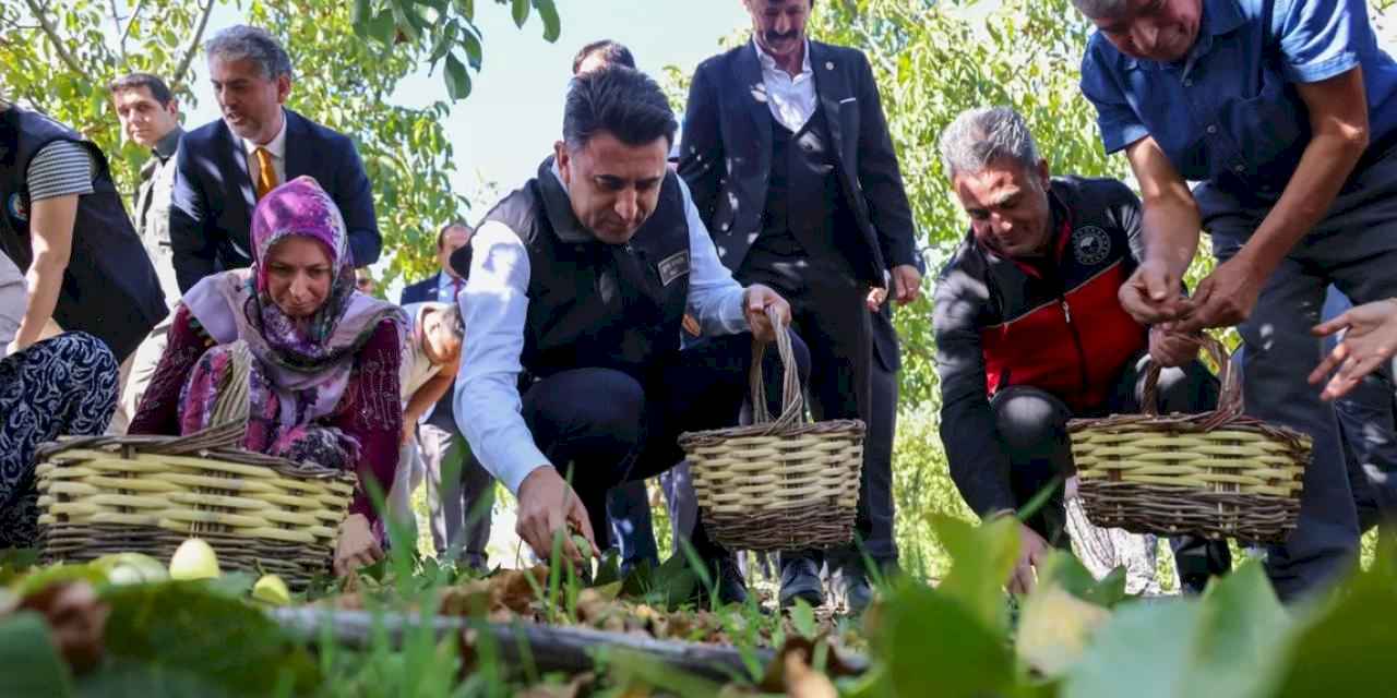 Bilecik ceviz üretiminde Türkiye 3’üncüsü