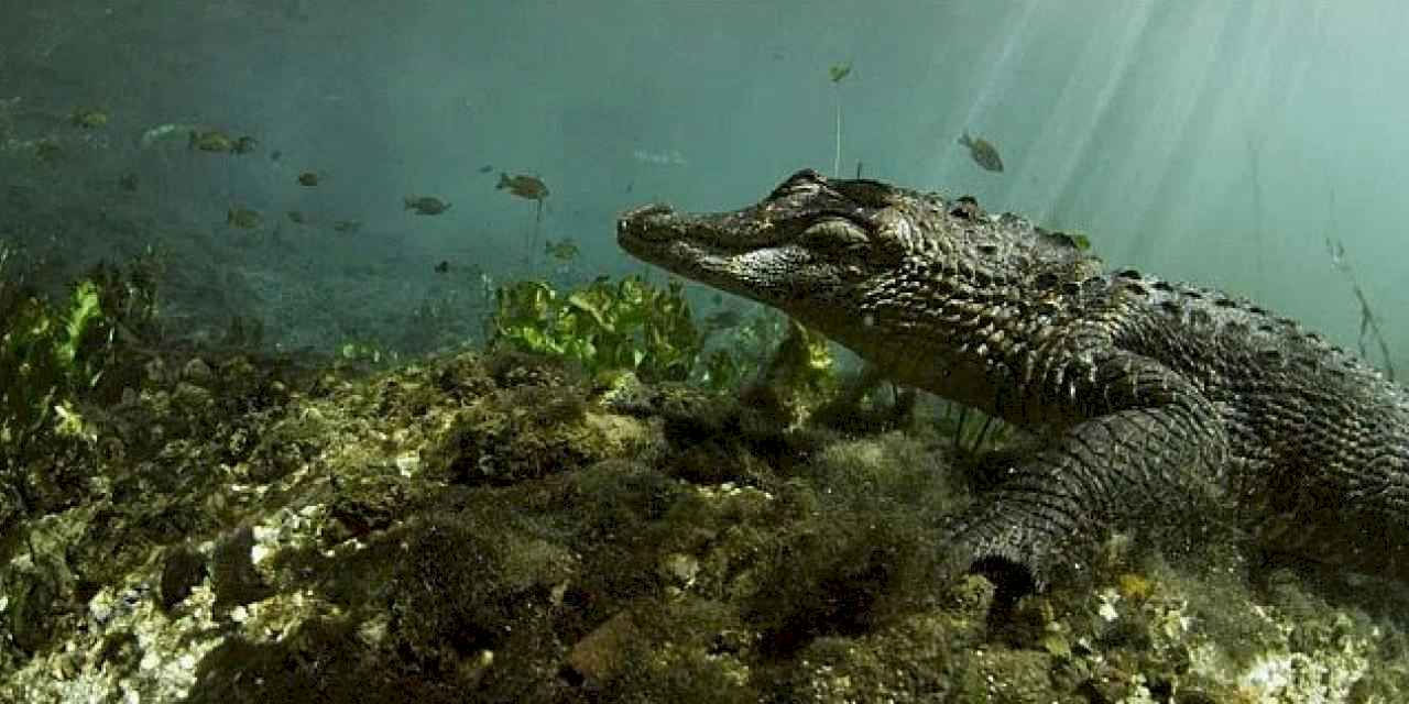 'Vahşi Florida: Sürüngenlerin Hükmettiği Yer' 13 Ekim Pazar Günü 20.00'de National Geographic WILD Ekranlarına Geliyor!