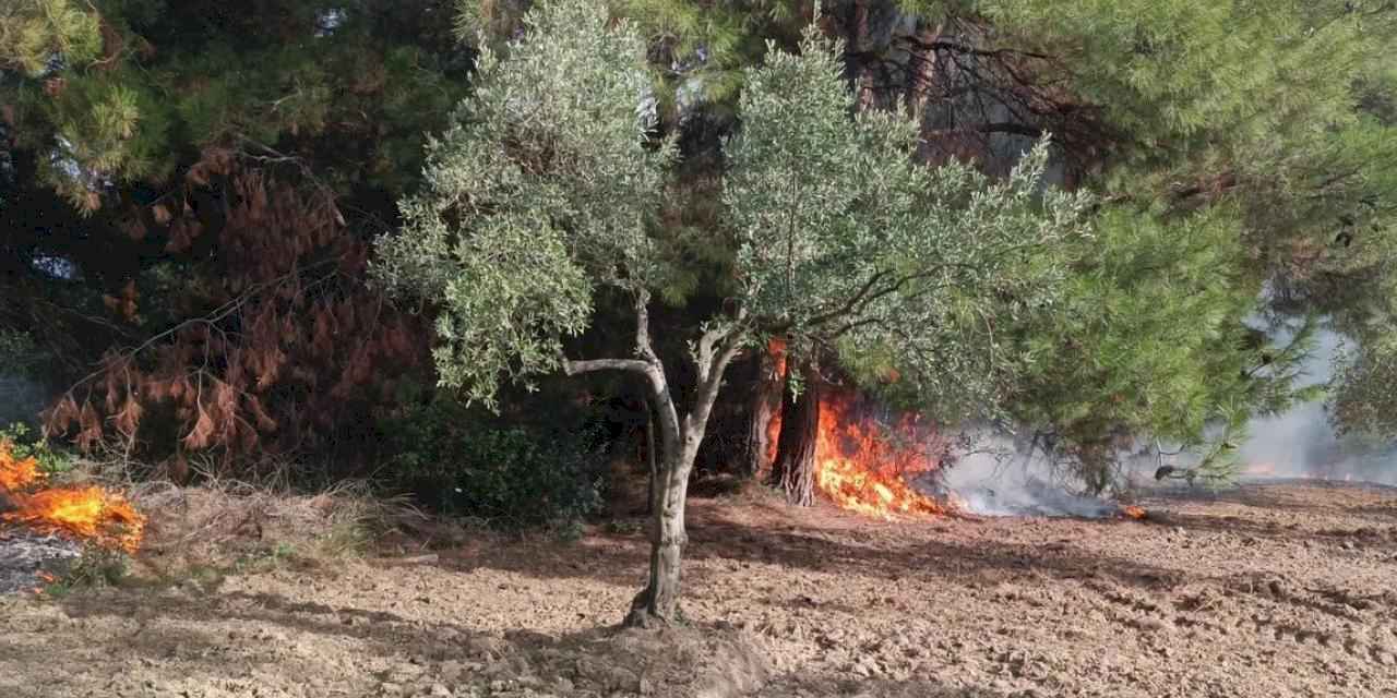 Mudanya Çağrışan'da tarım arazisinde çıkan yangın korkuttu