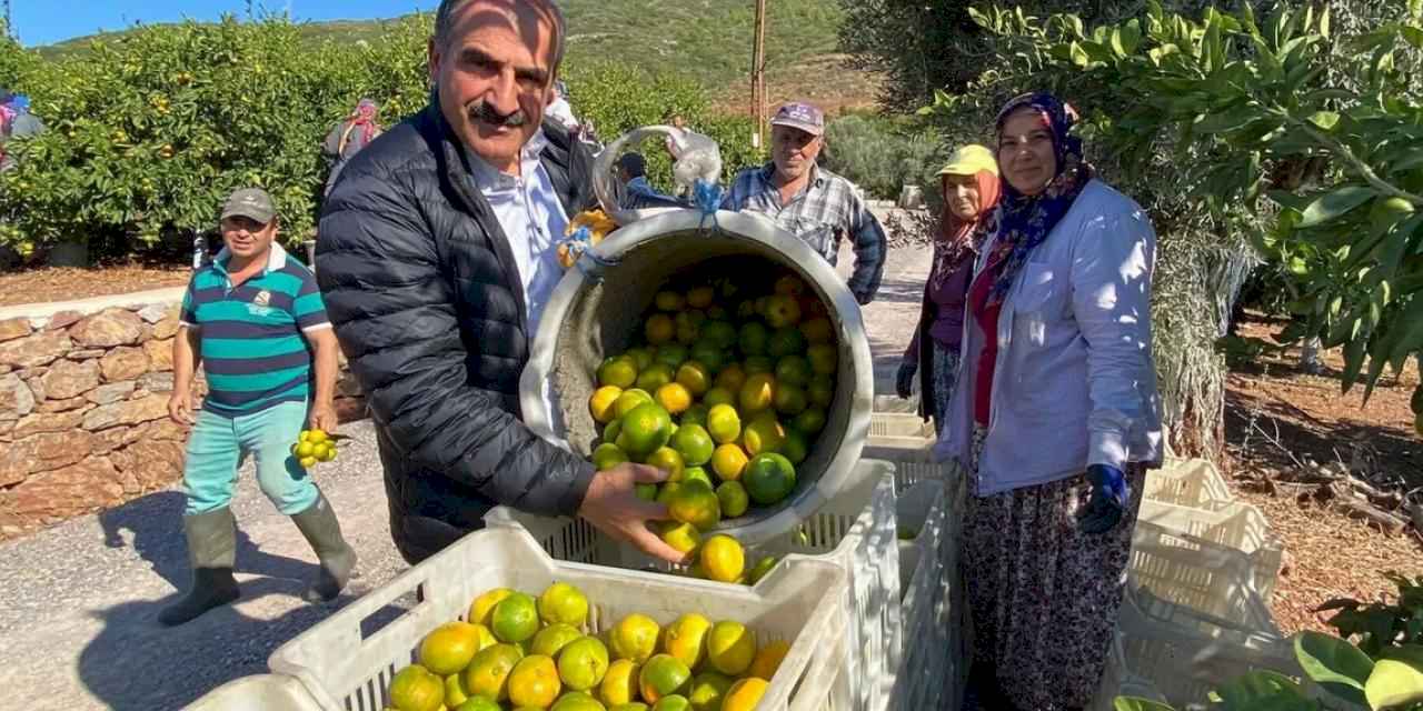 Satsuma mandalinanın ihracat yolculuğu başlıyor