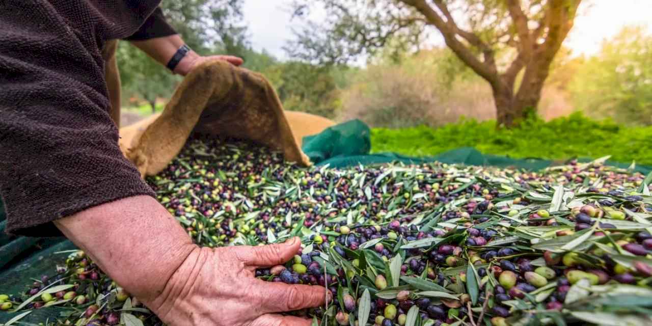 Türkiye sofralık zeytin ihracatında 210 milyon dolara ulaştı