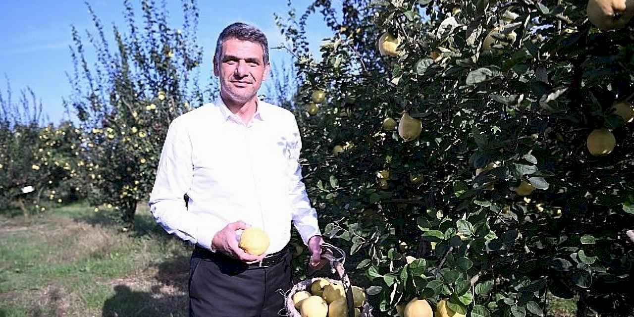 Hasat Başladı, Şimdi Eşme Ayva Festivali Zamanı