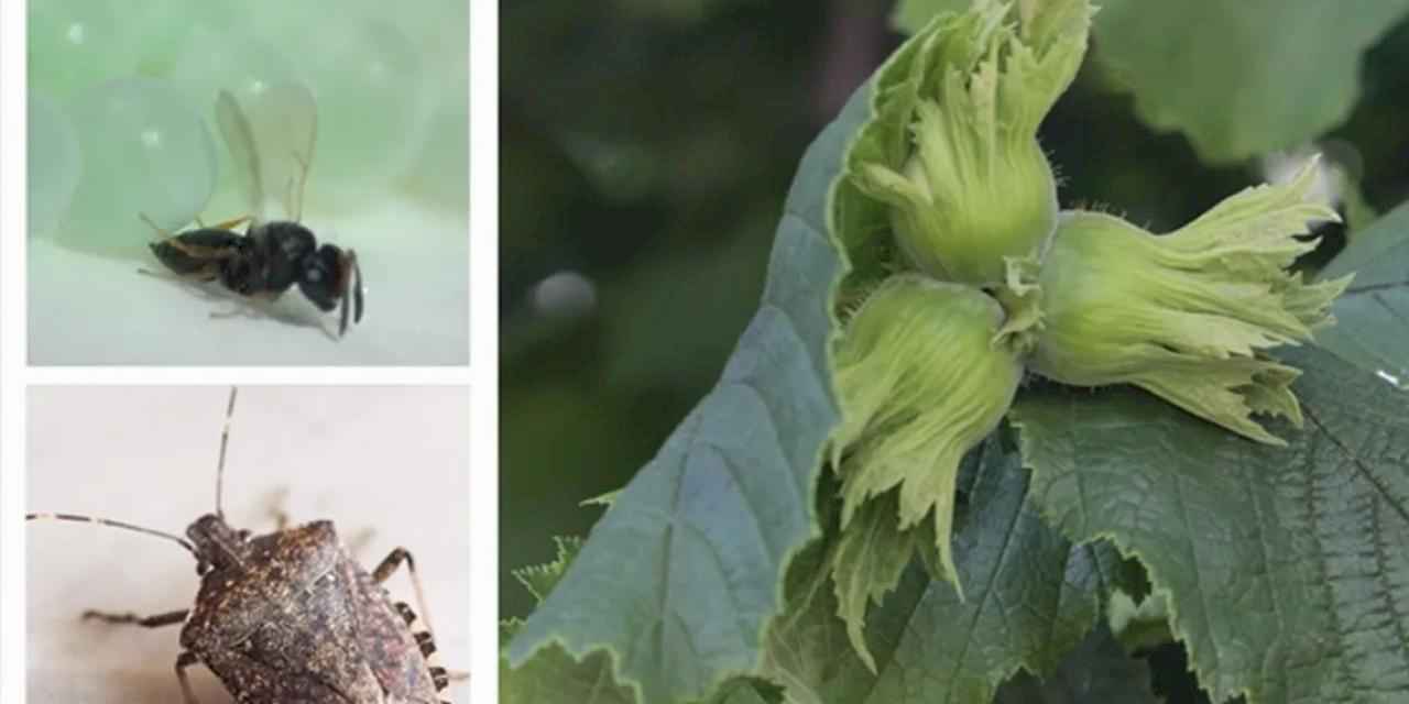 Kahverengi kokarca ile mücadele için Samuray arıları salındı