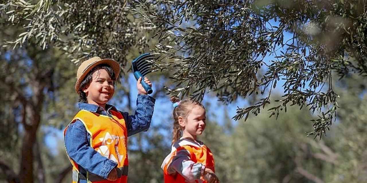 Aliağalı Minik Öğrenciler Şakran'da Zeytin Hasadı Yaptı