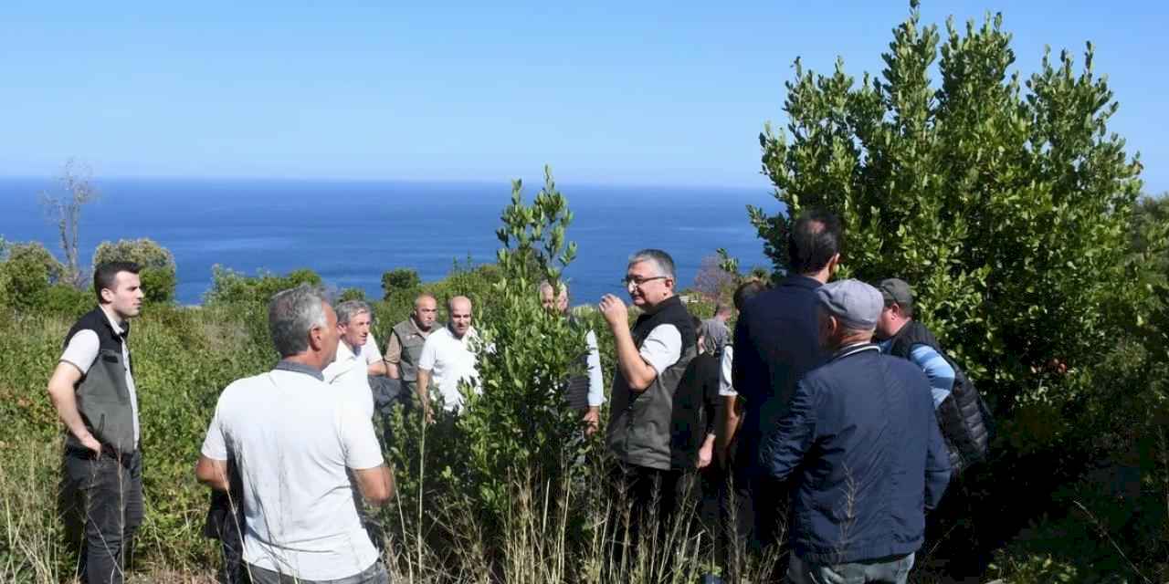 Bursa Orman, Mudanya kırsalında defne sahalarını iyileştirecek