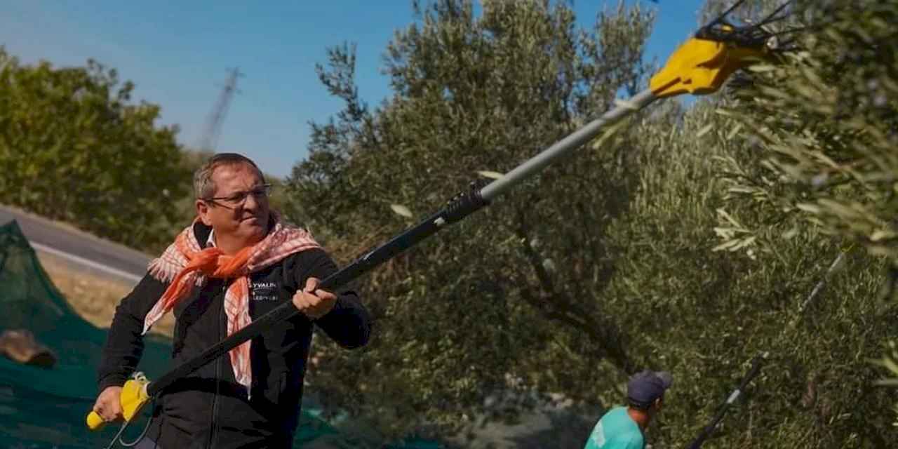 Ayvalık'ta belediye zeytinliklerinde ilk hasat