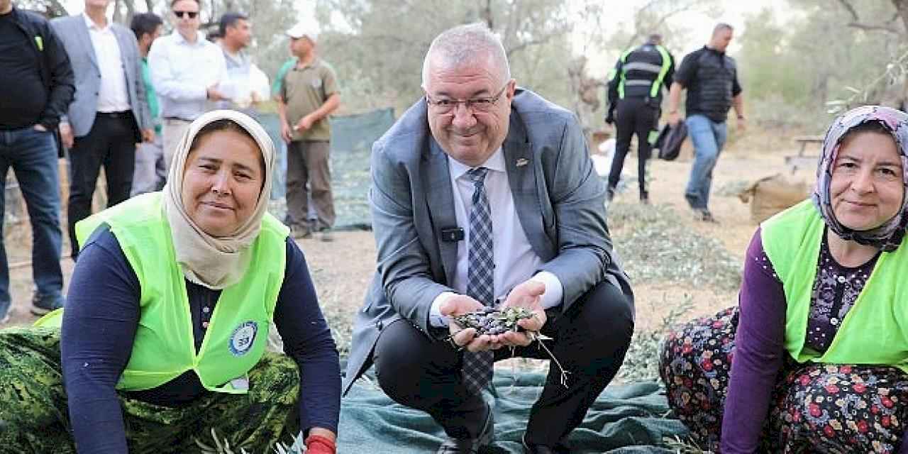 Edremit Belediyesi'nde zeytin hasadı başladı