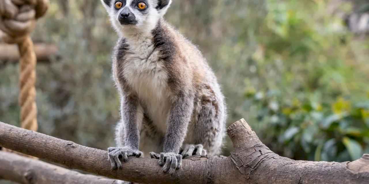 Lemur türlerinin korunmasına dikkat çekildi