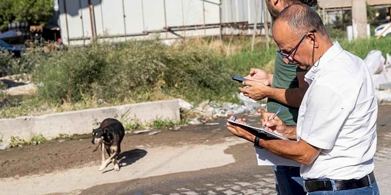 Sahipsiz Köpek Popülasyonu Yönetimi İzmir Eylem Planı uygulanıyor