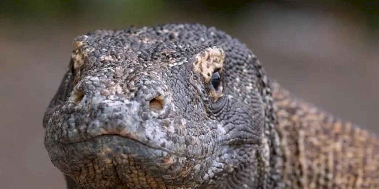 Muhteşem Komodo Ejderi'nin Dünyasında Bir Yolculuğa Çıkartan 'Ejderhalar Ortaya Çıkıyor' 27 Ekim Pazar Günü 20.00'de National Geographic WILD Ekranlarında!