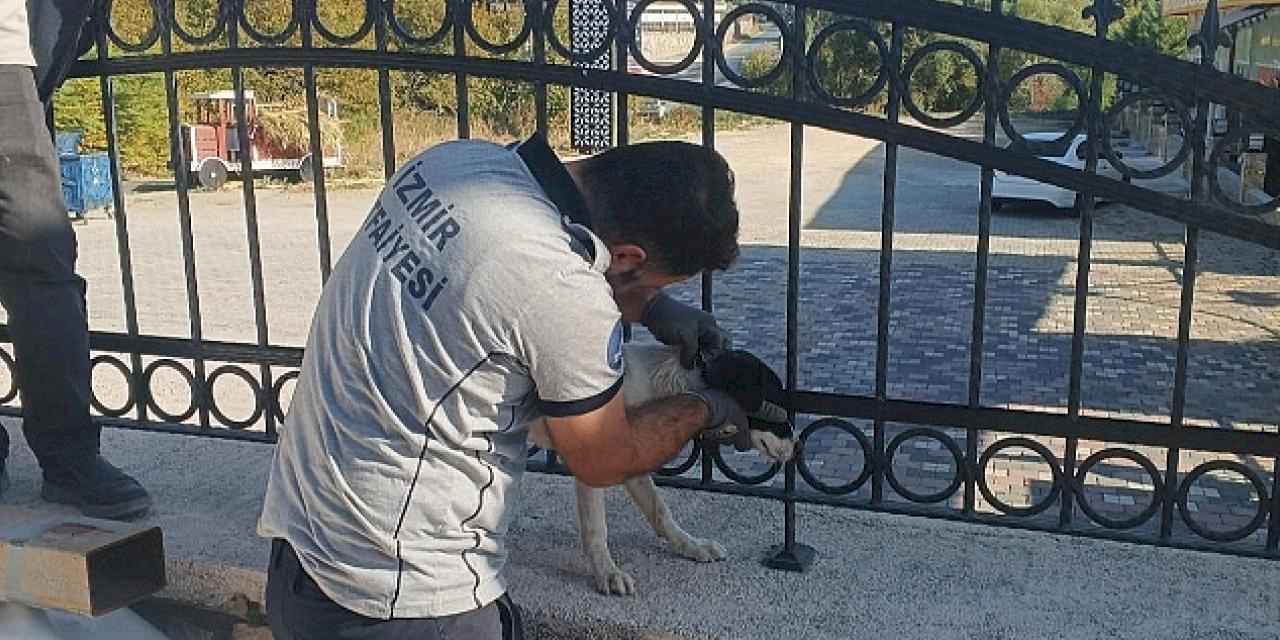 Kafası demir parmaklıklara sıkışan köpek itfaiye tarafından kurtarıldı