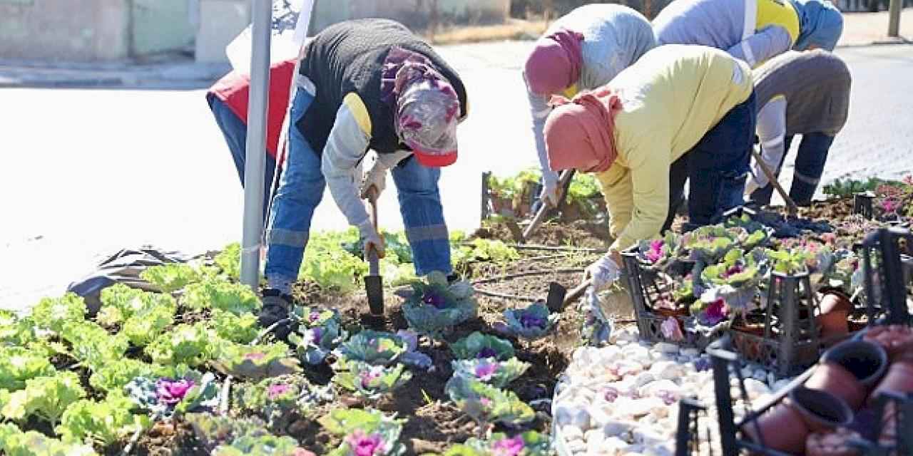 Didim'de Kışlık Çiçeklerin Dikimine Başlandı