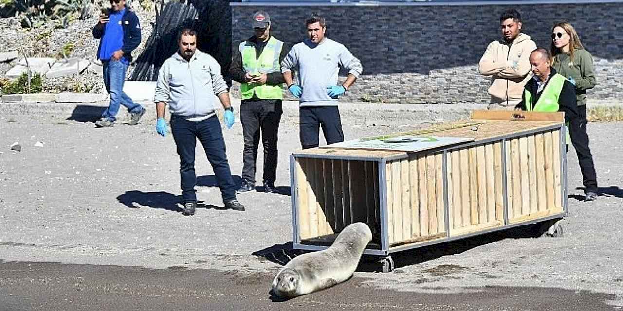 Tedavisi tamamlanan Akdeniz foku mavi sularla buluştu