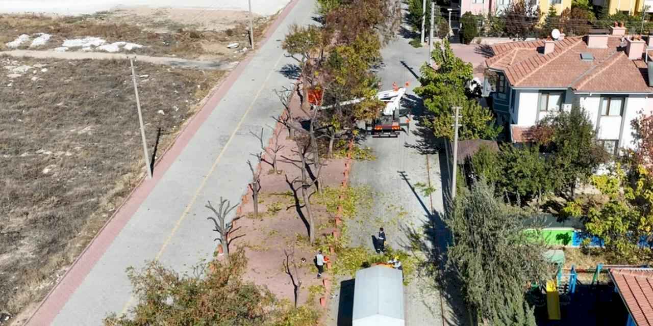 Konya Selçuklu'da ağaçlar budanıyor... Atıklar kompost gübreye dönüştürülüyor