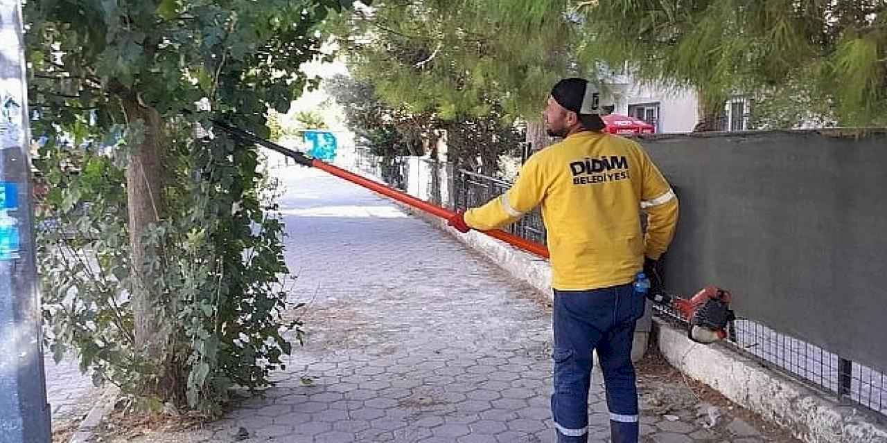 Didim'de Ağaç Budama Çalışmaları Sürüyor