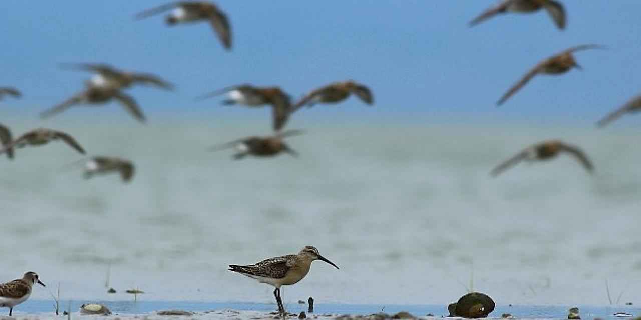 Dünya Doğa Koruma Birliği (IUCN) 16 kuş türünün durumunun kötüye gittiğini açıkladı, bunlardan 5'i Türkiye'de görülen türler.