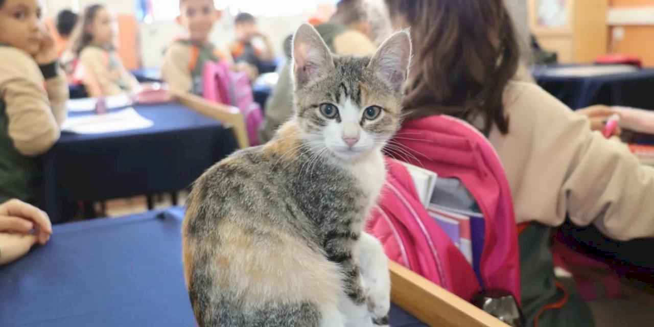 Amasya'da kedi 'Karamel' sınıfın parçası haline geldi