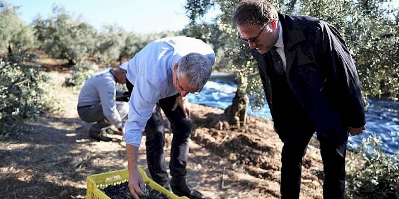 Mudanya Belediyesi zeytin üreticisinin yanında