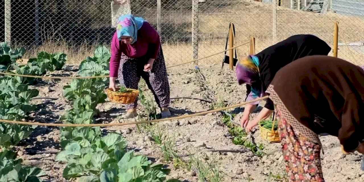 İzmir Bornova'da ilk hasat gerçekleşti