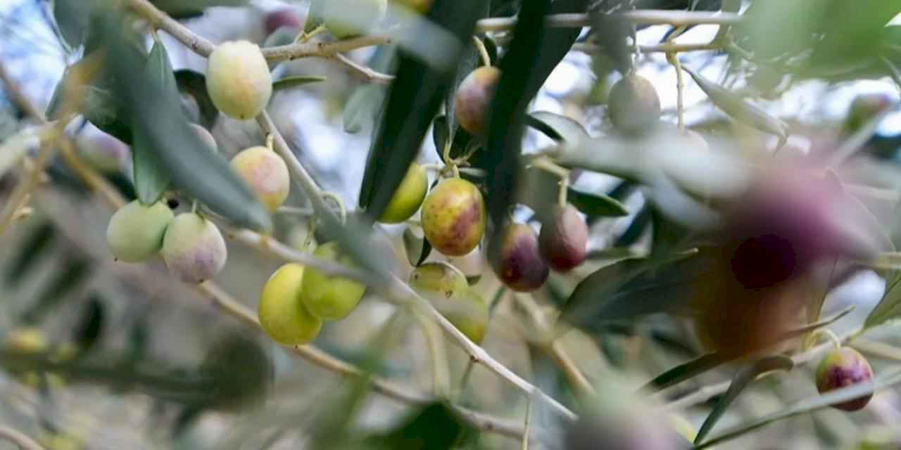 İzmir Bornova’da zeytin üreticilerine lojistik destek