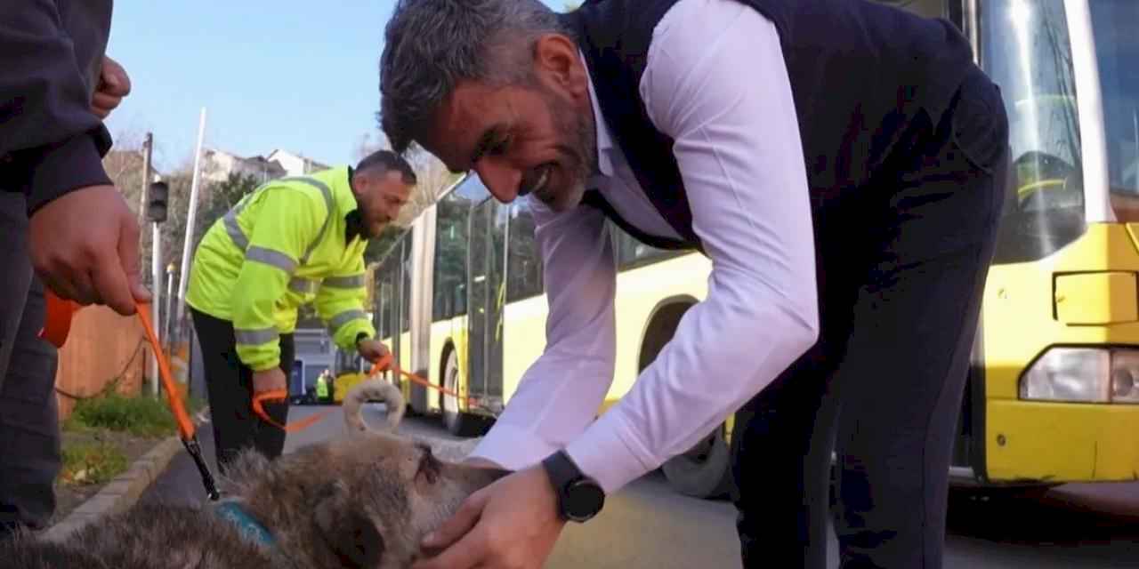 İstanbul İETT'nin patili ailesi büyüyor