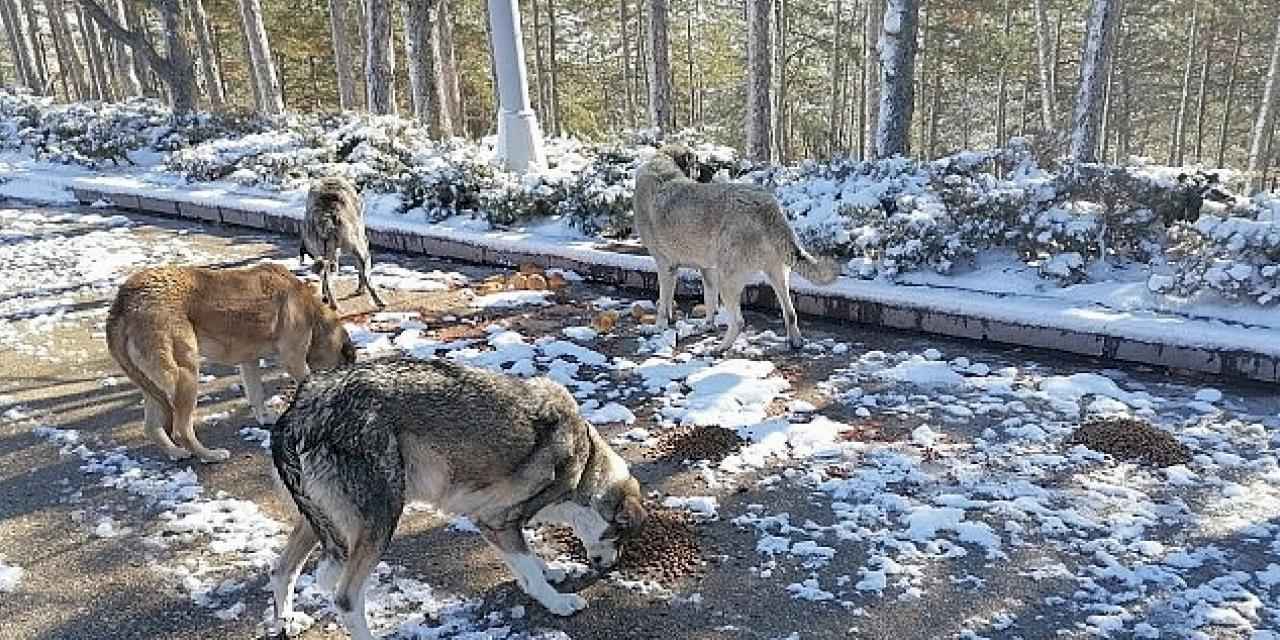 Soğuk kış günlerinde can dostlar unutulmadı