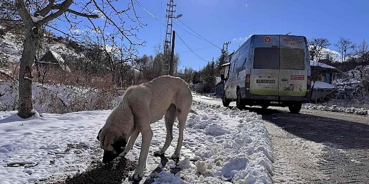 Keçiören Belediyesi can dostları unutmadı