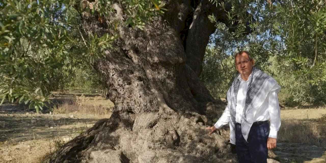 'Ayvalık Zeytinyağı' AB'den tescil bekliyor