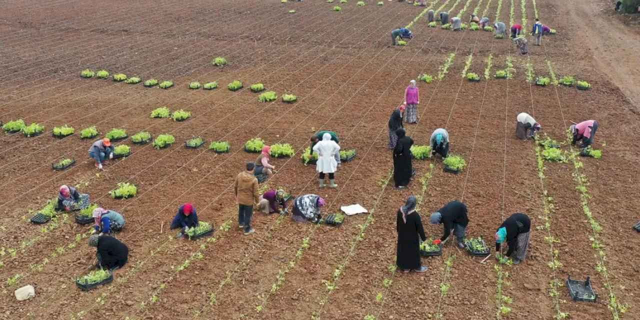 5 milyon fide toprakla buluşturuldu