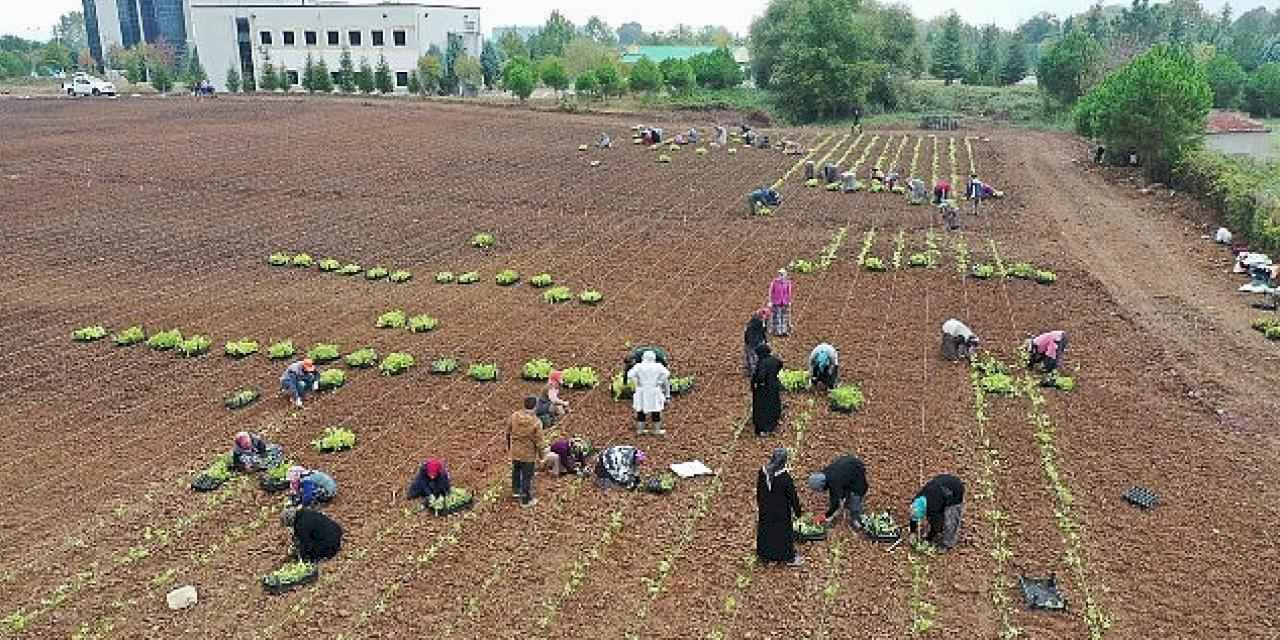 TABİP öğrencilere anlatıldı; 5 milyon fide toprakla buluşturuldu