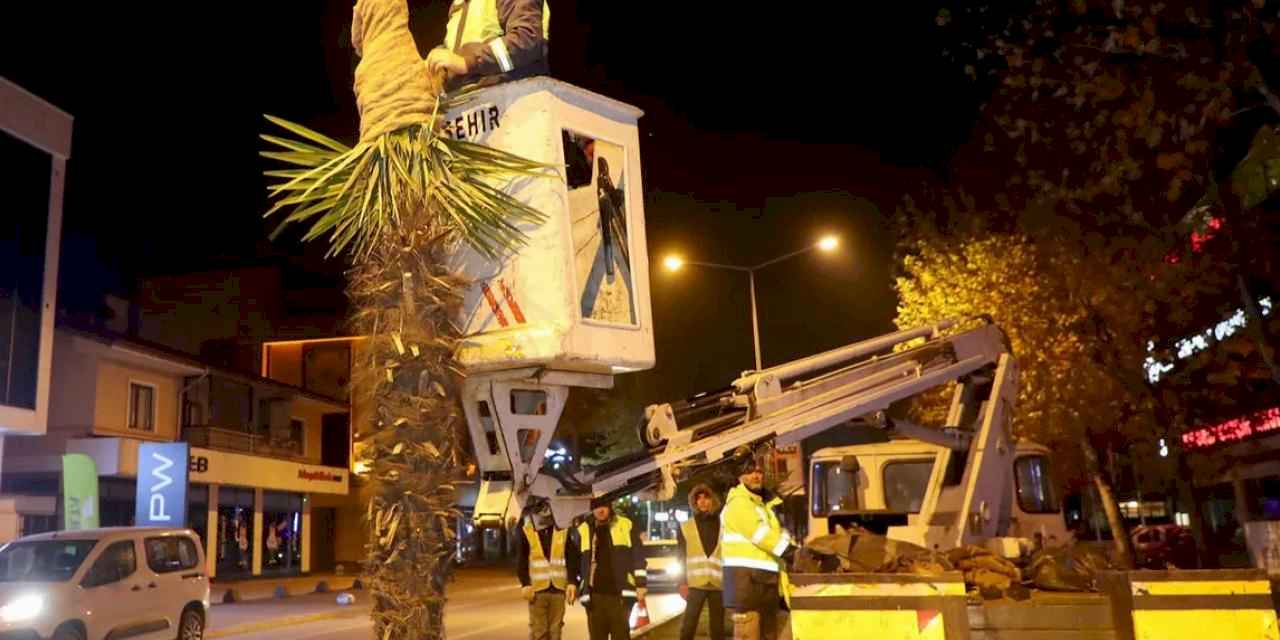 Sakarya'da palmiyelere dondurucu soğuklara karşı özel önlem