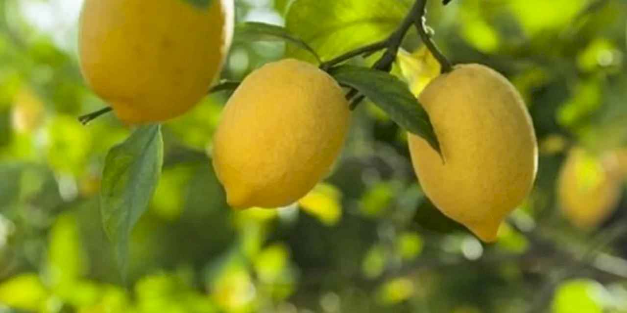 Kasım'da fiyat farkı 'limon' sıktı!