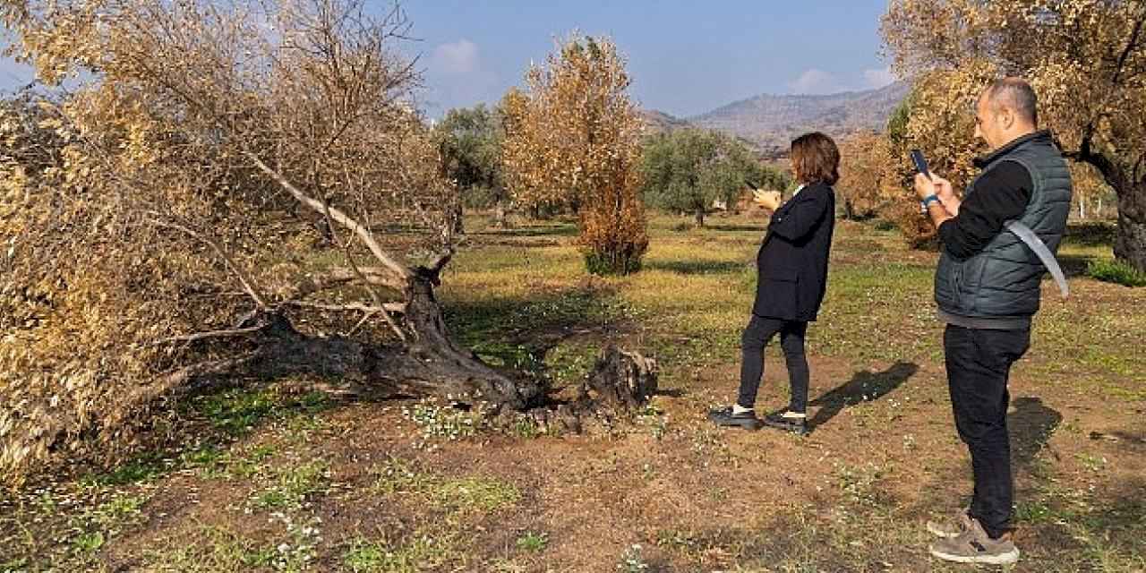 İzmir Büyükşehir yanan zeytin ağaçlarının yaşatılması için çalışma başlattı Zeytin ağaçları küllerinden doğacak