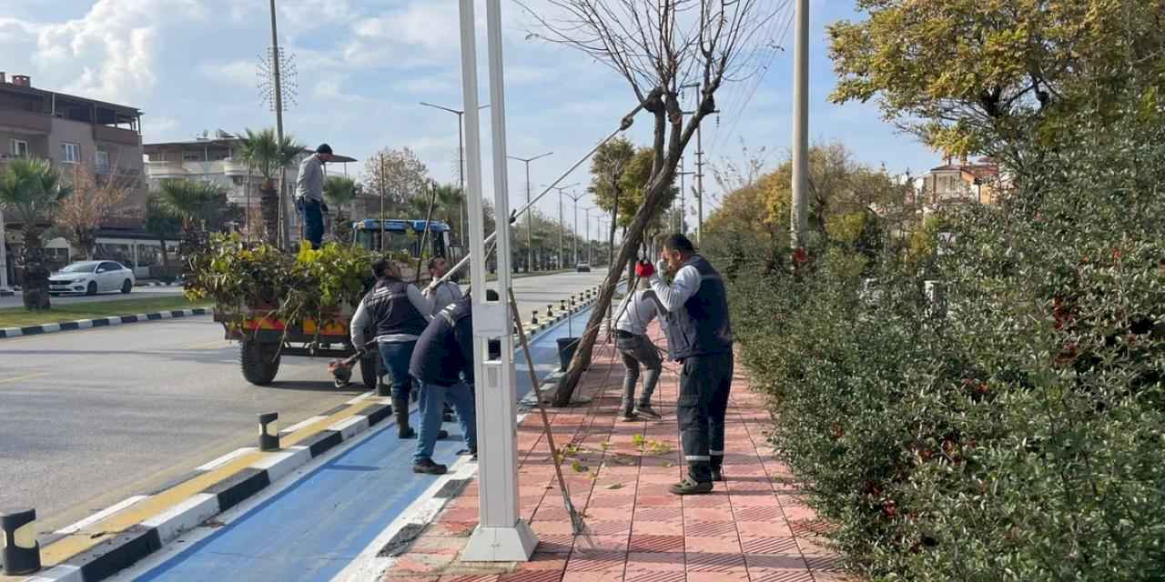 Manisa'da budama çalışmaları sürüyor