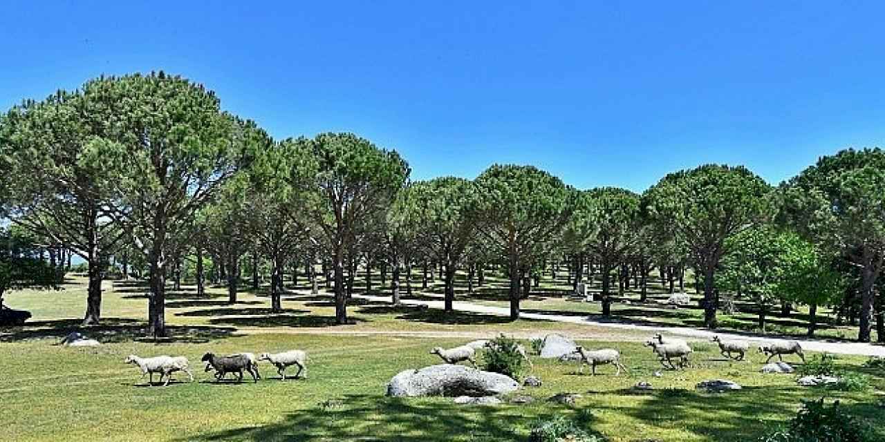 Bergama Belediyesi Zeytin ve Fıstıkta Markalaşma Yolunda