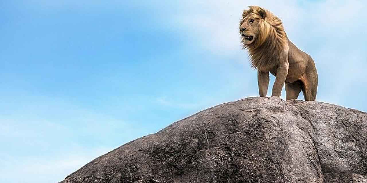 'Çöl Aslanları: İskelet Sahilinde Hayatta Kalmak' 7 Aralık Cumartesi Günü 20.00'da National Geographic WILD Ekranlarında!