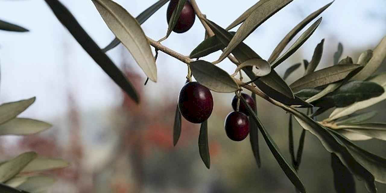 Urla Zeytin Ve Sanat Festivali