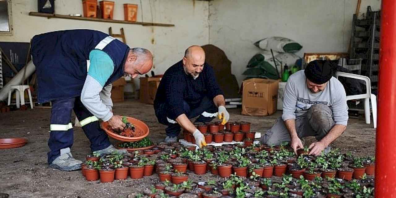 Karşıyaka Belediyesi'nin serasında binlerce çiçek yetişiyor