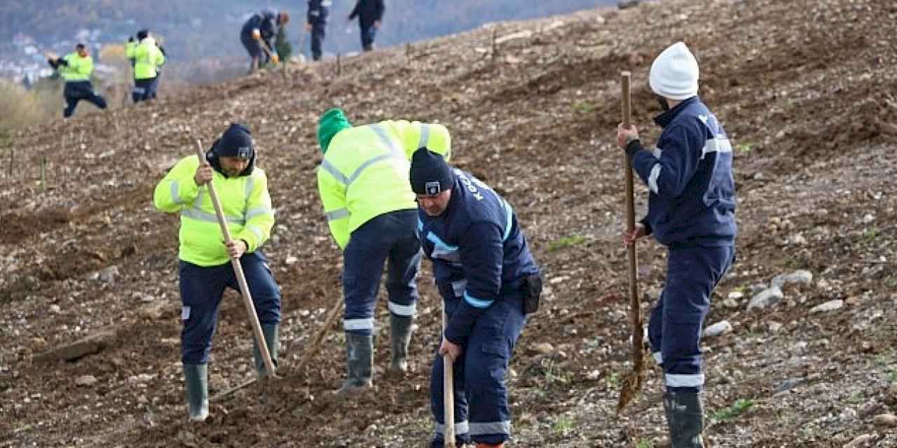 Kocaeli'de 4 bin ağaç toprakla buluşturuluyor