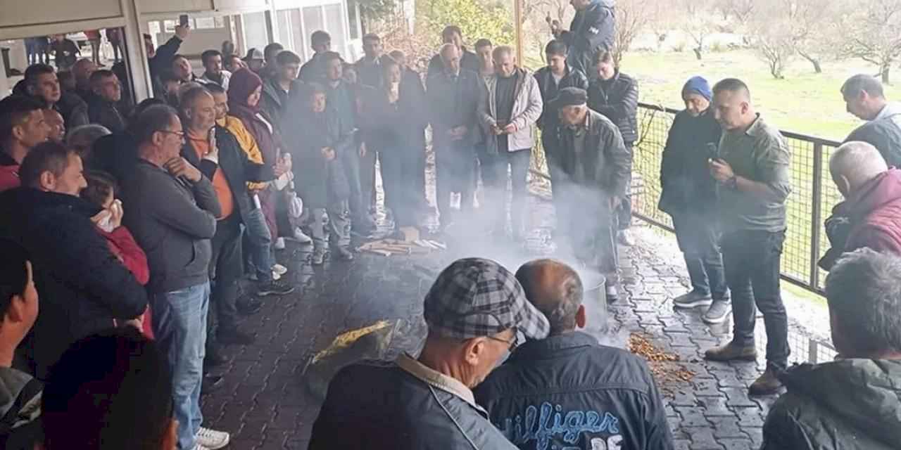 Muğla'da badem biti ve zeytin zararlılarıyla mücadele