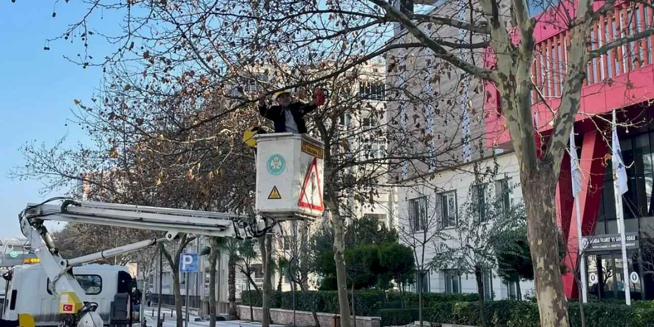 Manisa'da çınar ağaçlarına kış bakımı