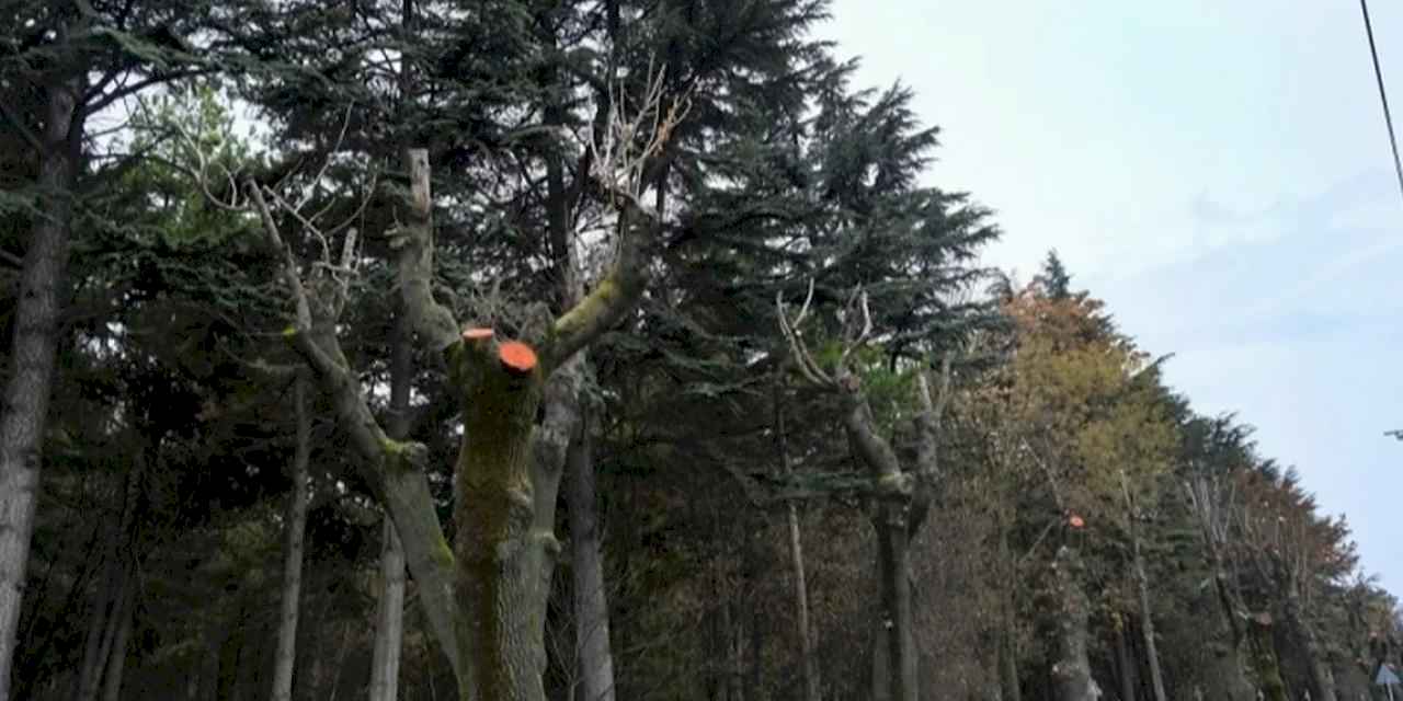 Eskişehir Büyükşehir'den ağaçlara kış bakımı