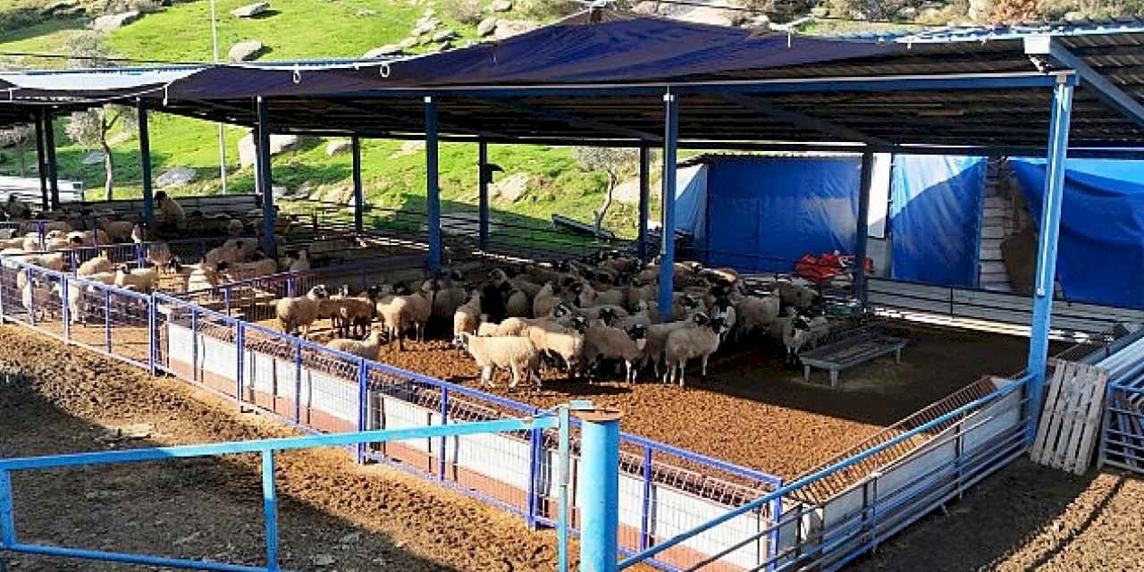 Başkan Çerçioğlu'nun aile tipi koyunculuk projesi her geçen gün büyüyor