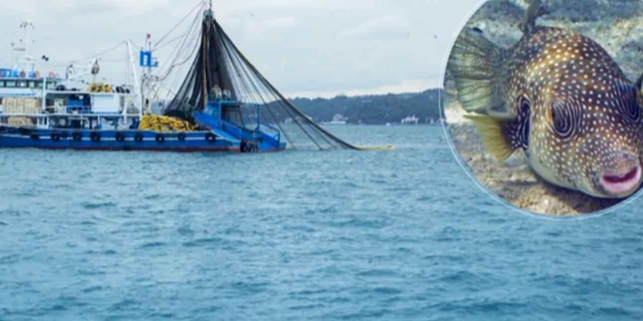 Balon balığıyla mücadele sürüyor